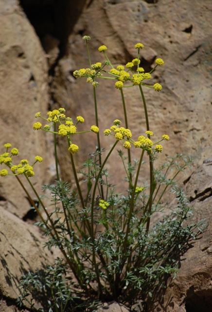 Lomatium cous